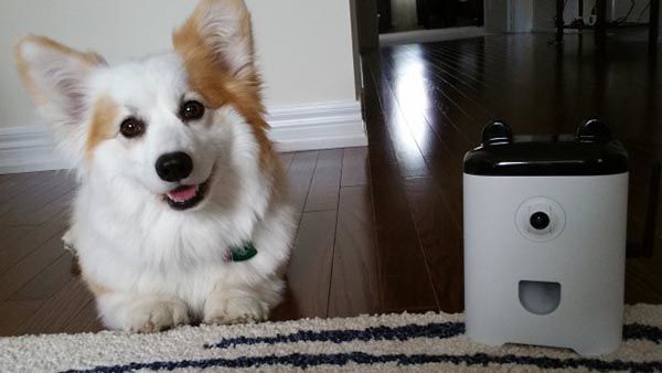 PetBot Smart Device Lets Your Pet Send You Selfies