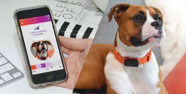 Nuzzle Smart Pet Collar without Extra Monthly or Annual Fees