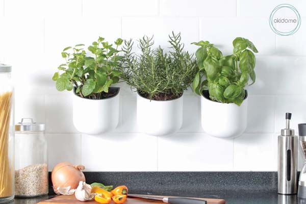 Eden Suction Planter Works with Windows, Tiles and Any Smooth Flat Surface